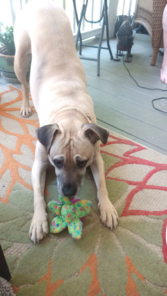 Henry plays with a new toy, (Photo courtesy L.D. Porter)