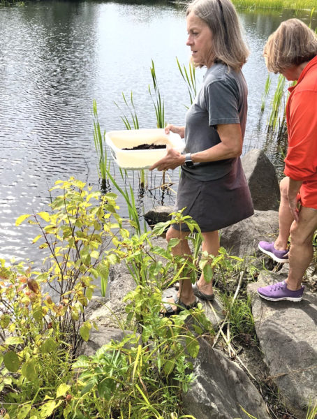 Pamela Meier, a turtle rehabilitator and owner of The Turtles Back, along with a group of volunteers, releases snapping turtle hatchlings into the Pemaquid River on Sept. 13. Meier excavated over 150 eggs from three nests near Hatchtown Bridge in Bristol in June and inclubated them in her home before releasing them. (Photo courtesy Graham Walsh)