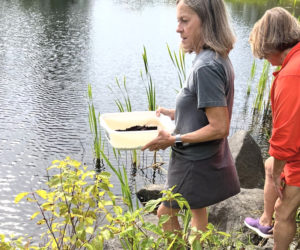 Pamela Meier, a turtle rehabilitator and owner of The Turtles Back, along with a group of volunteers, releases snapping turtle hatchlings into the Pemaquid River on Sept. 13. Meier excavated over 150 eggs from three nests near Hatchtown Bridge in Bristol in June and inclubated them in her home before releasing them. (Photo courtesy Graham Walsh)