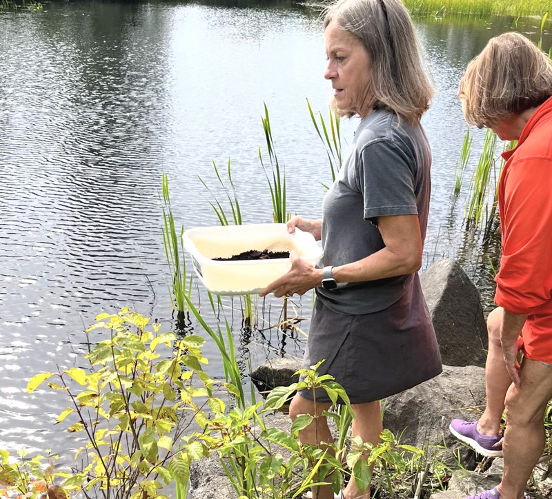 Turtle Hatchlings Released After Rescue Near Hatchtown Bridge Construction