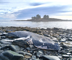 A 30-foot female humpback whale washes up on the shore of New Harbor near Thompson House & Cottages, at 95 Southside Road, on Friday, Sept. 26. Katherine Thompson, who owns the business, said the whale washing up on the shore occurred just six days shy of the 50th anniversary of when her grandfather, Daniel Thompson, discovered a whale in almost the exact same spot. (Photo courtesy Charlie Hudson)