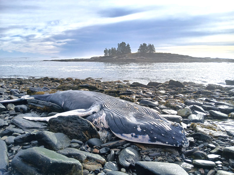 A 30-foot female humpback whale washes up on the shore of New Harbor near Thompson House & Cottages, at 95 Southside Road, on Friday, Sept. 26. Katherine Thompson, who owns the business, said the whale washing up on the shore occurred just six days shy of the 50th anniversary of when her grandfather, Daniel Thompson, discovered a whale in almost the exact same spot. (Photo courtesy Charlie Hudson)