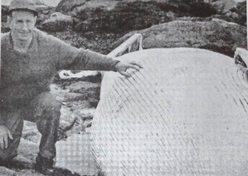 Daniel Thompson stands next to a washed up Minke whale on the shore near Thompson Inn & Cottages in New Harbor on Oct. 2, 1975. Almost 50 years later, his granddaughter, Katherine Thompson, found a whale washed up in almost the exact same spot on Friday, Sept. 26. (LCN file)