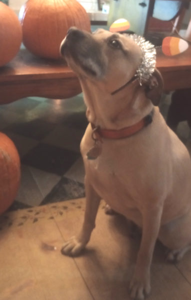 Henry, despite his own misgivings, is ready for Halloween. (Photo courtesy L.D. Porter)