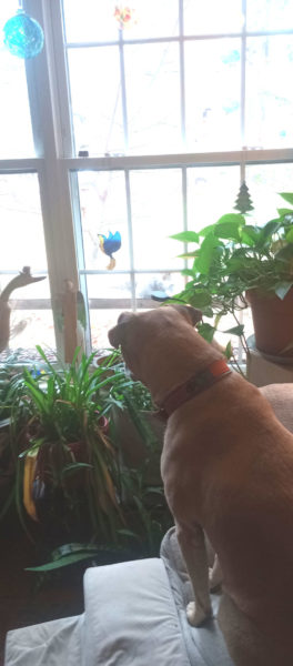 Henry watches some squirrelly visitors. (Photo courtesy L.D. Porter)