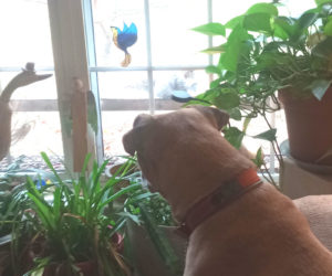 Henry watches some squirrelly visitors. (Photo courtesy L.D. Porter)