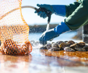 An oyster farmer washes oysters in southern Maine in 2024. (Photo courtesy University of Maine)