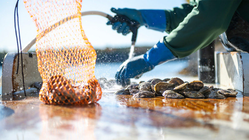 An oyster farmer washes oysters in southern Maine in 2024. (Photo courtesy University of Maine)