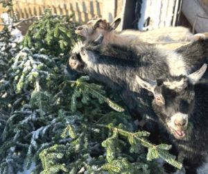 The goats enjoy the discarded tree that had stood proudly decorated in their barnyard during the Christmas week. (Photo courtesy Katherine Dunn)