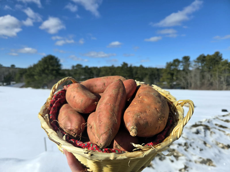 Locally sourced sweet potatoes ready to cook this winter. (Photo courtesy Healthy Lincoln County)