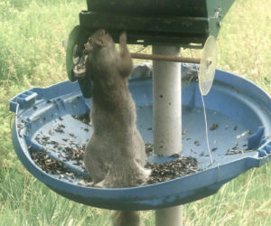 A squirrel gets a snack at a birdfeeder. (Photo courtesy Nancy Holmes)