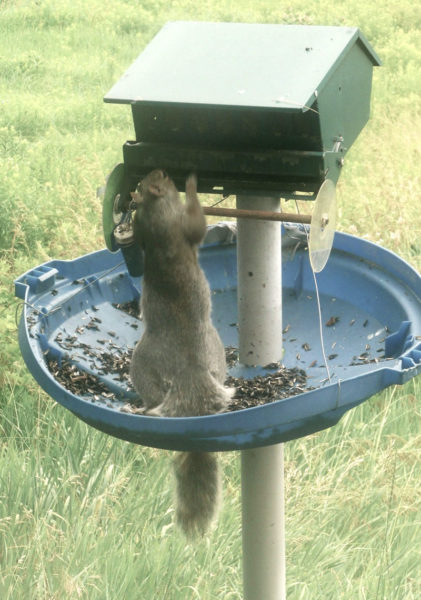 A squirrel gets a snack at a birdfeeder. (Photo courtesy Nancy Holmes)