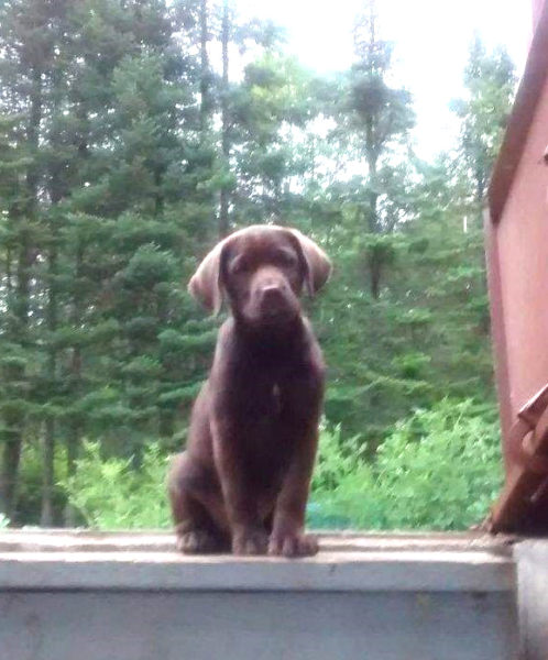 Lexy on the day she was brought to her forever home. (Charlotte Boynton photo)
