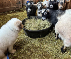 Moses makes friends with the goats of Apifera Farm. (Photo courtesy Katherine Dunn)
