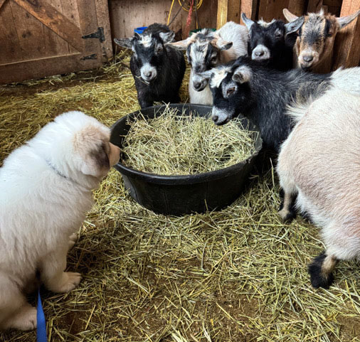 Moses makes friends with the goats of Apifera Farm. (Photo courtesy Katherine Dunn)