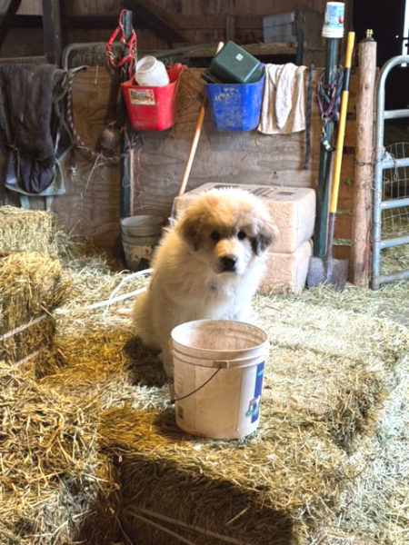 Moses, one of the newer additions to Apifera Farm. (Photo courtesy Katherine Dunn)