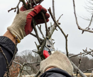 A volunteer prunes an apple tree with hand shears. (Photo courtesy Midcoast Conservancy)