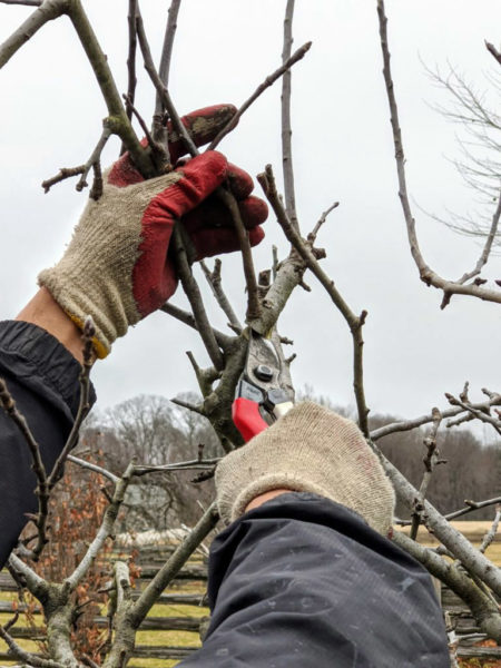 A volunteer prunes an apple tree with hand shears. (Photo courtesy Midcoast Conservancy)