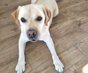 Thanks to Baxter, there are no more geese at the Crook-Russell household. (Photo courtesy Lori Crook)