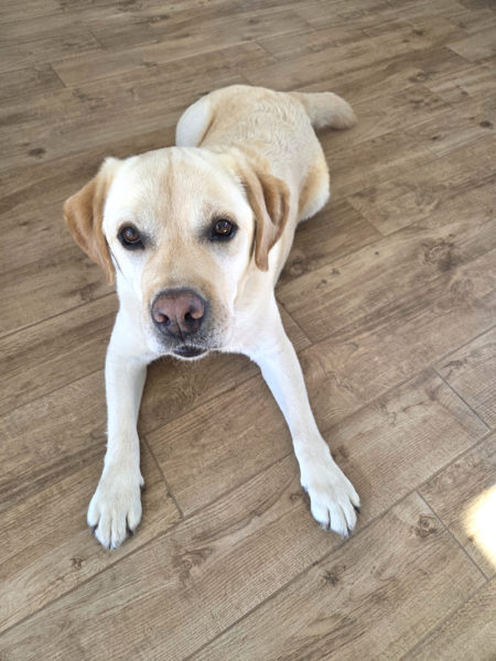 Thanks to Baxter, there are no more geese at the Crook-Russell household. (Photo courtesy Lori Crook)