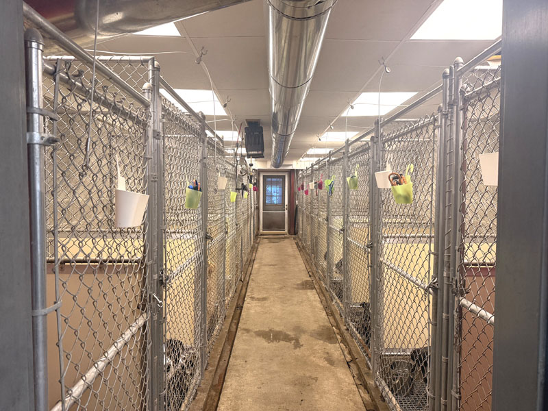 Dog kennels line the walls of Haggett Hill Kennel, at 93 Dodge Road in Edgecomb. Business owner Sallie Albert has established a program called New Leash on Life Recovery and Rescue. Through the program, Haggett Hill Kennel will board cats and dogs for people in need to prevent them from having to surrender their animal. (Christina Wallace photo)