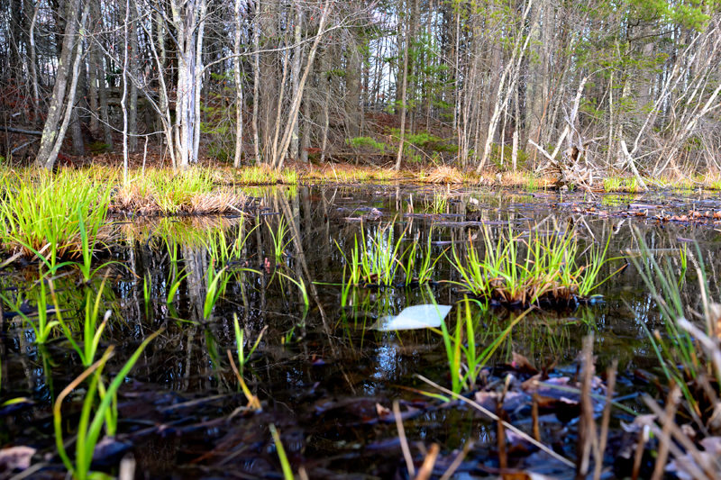 Litter floats on the surface of the vernal pond next to Shaws Supermarket in Wiscasset on Monday, April 20. Volunteers cleaned up the pond and its surroundings on March 29, but pollution is an ongoing problem. (Bisi Cameron Yee photo)