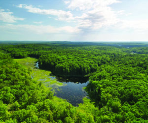 At 500 acres, Hart Woods represents one of the largest connected blocks of forest on this part of Maine's coast. (Photo courtesy Bo Calais)