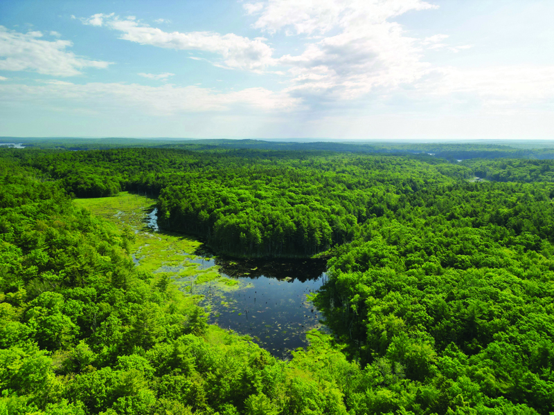 At 500 acres, Hart Woods represents one of the largest connected blocks of forest on this part of Maine's coast. (Photo courtesy Bo Calais)