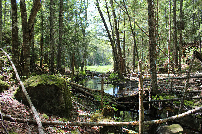 Hart Woods protects over 65 acres of freshwater wetlands, supporting both the Pemaquid and Medomak River watersheds. (Photo courtesy Coastal Rivers Conservation Trust)