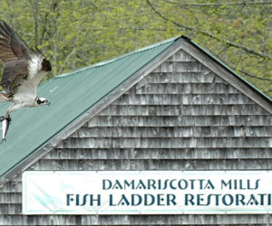Osprey are one of the raptors that frequent the alewife run in Damariscotta Mills. (Photo courtesy Ellie Busby)