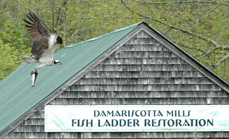 Osprey are one of the raptors that frequent the alewife run in Damariscotta Mills. (Photo courtesy Ellie Busby)
