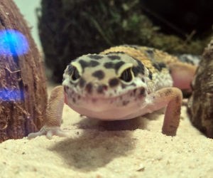 Coconut, the beloved gecko. (Photo courtesy South Bristol School)