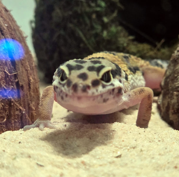 Coconut, the beloved gecko. (Photo courtesy South Bristol School)