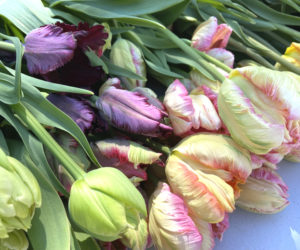 Catbird Flower Farm in Waldoboro hosts a special Mothers Day workshop offering participants the opportunity to design their own custom tulip arrangement using fresh, locally grown blooms in a relaxed and inspiring setting. (Photo courtesy Catbird Flower Farm)