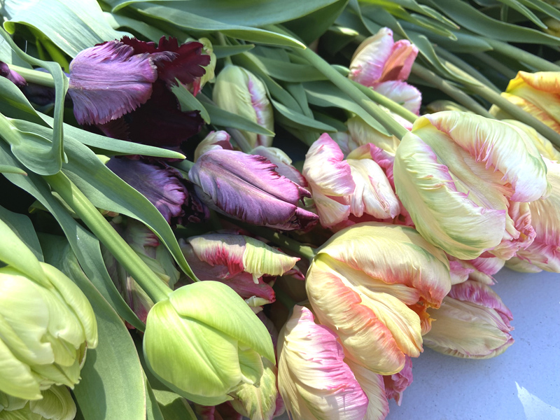 Catbird Flower Farm in Waldoboro hosts a special Mothers Day workshop offering participants the opportunity to design their own custom tulip arrangement using fresh, locally grown blooms in a relaxed and inspiring setting. (Photo courtesy Catbird Flower Farm)