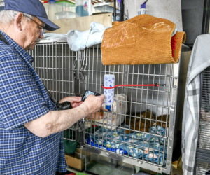 Peter Williams snaps a photograph of coyote pup Manitou at Wilderness Miracles in Bowdoin on Saturday, May 16. Williams was one of several people who stopped to help the at-risk animal as it tried to cross Route 1 in Damariscotta. (Bisi Cameron Yee photo)