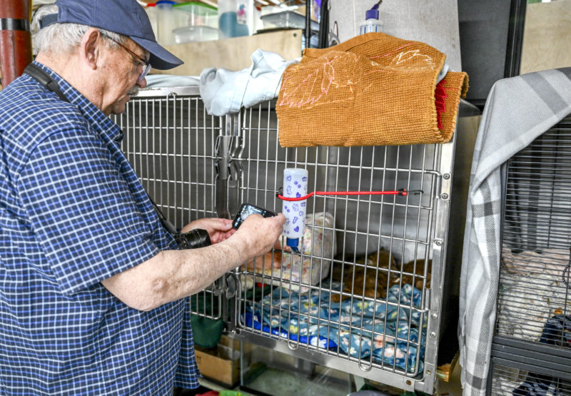 Peter Williams snaps a photograph of coyote pup Manitou at Wilderness Miracles in Bowdoin on Saturday, May 16. Williams was one of several people who stopped to help the at-risk animal as it tried to cross Route 1 in Damariscotta. (Bisi Cameron Yee photo)
