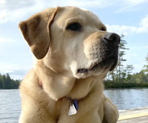 Milo, the model and beloved Lab of artist Kathleen Harte Gilsenan. (Courtesy photo)