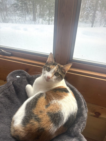 Dolly takes in the snow after moving to Maine. (Emily Bracher photo)