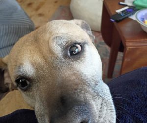 Henry looks for some attention from his human. (Photo courtesy L.D. Porter)