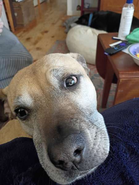 Henry looks for some attention from his human. (Photo courtesy L.D. Porter)