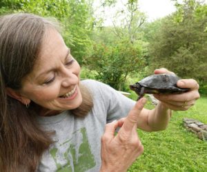 Pam Meier will introduce Maine's native turtle species to visitors of Pumpkin Vine Family Farm on Sunday, June 21. (Courtesy photo)