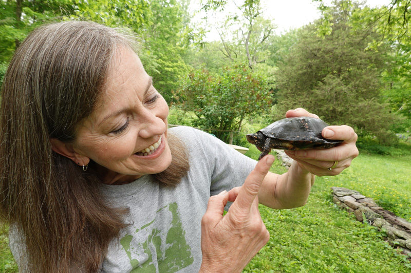 Pam Meier will introduce Maine's native turtle species to visitors of Pumpkin Vine Family Farm on Sunday, June 21. (Courtesy photo)