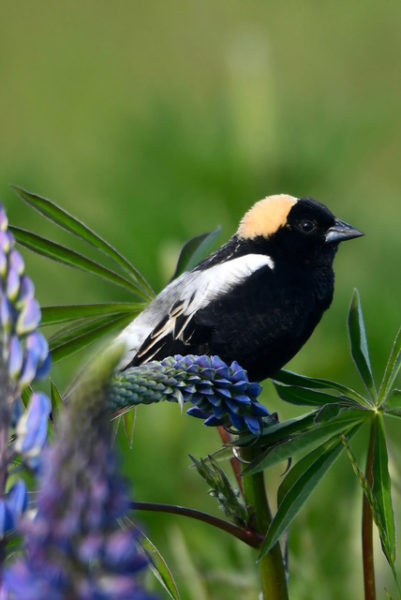 A male bobolink sits on a lupine. Laura Lecker, of Ag Allies, will show attendees of a bird walk on Sunday, June 21 what the bobolink's habitat looks like. (Photo courtesy Susan Wetherill)