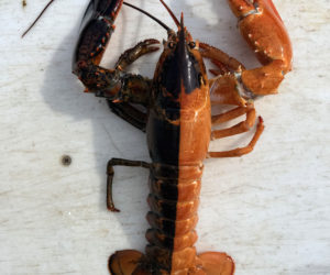 A rare split-colored lobster caught by Justin Dunphey, of Damariscotta, on June 30 while fishing aboard the Carol Coles on Georges Bank. (Photo courtesy Justin Dunphey)